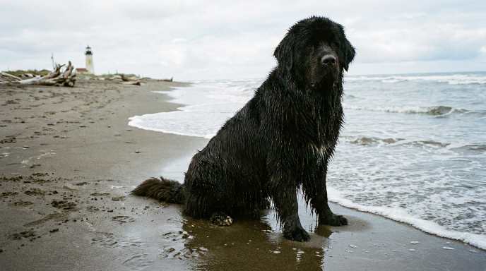 Newfoundland