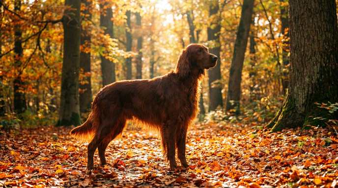 Irish Setter
