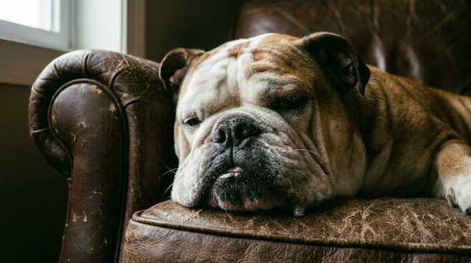 Bulldog 