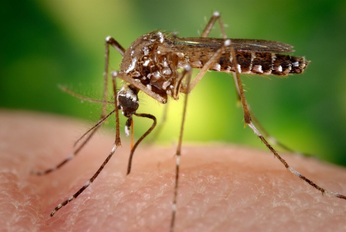 Aedes aegypti mosquito, which spreads dengue fever in Florida